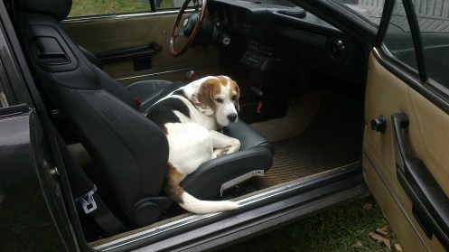 Max in the Alfa GTV
